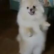 Танцующий Чихуахуа D