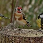 Birds Chirping In The Morning Sound Effect Nature