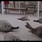 Прыгающие Тюлени Психоделка