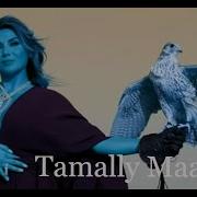 Amr Diab Tamally Maak Dim Zach Deem Edit