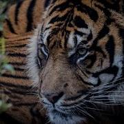 Сборная Союза Вот Она Вот Она