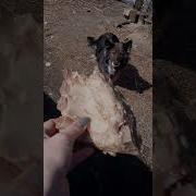 Поможем Животным Не Проходи Мимо