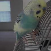 Mango The Non Stop Talking Budgie