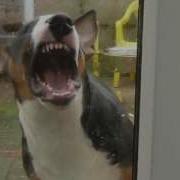 English Bull Terrier Eats Glass Door Stupid Girl