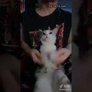 Gatito Kawaii Bailando Kpop