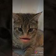 Хорошо Быть Кошкою Хорошо Собакою