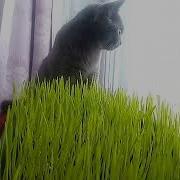 Кот Кушает Траву Кот Наркоман Cat Is Eating The Grass