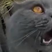 Песня Котов Про Валерьянку