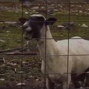 Goat Scream Sound Effect