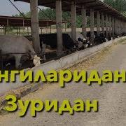 Мол Бокиш Бизнеси
