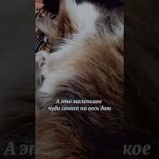 Кошка Спит Она Устала