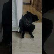 Уже Спина Устала Ножки Болят