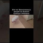 Меме Зачем Мне Солнце Монако