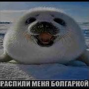 Распил Меня Болгаркой Мем