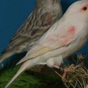 Волшебное Пение Кенара Звуки Природы Пение Птиц Magic Singing Of Kenar Sounds Of Nature Birds