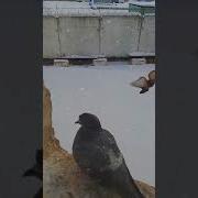 Пророк Мухаммад С А В Сказал