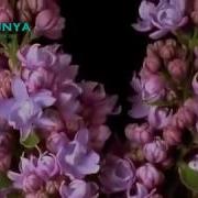 Рай У Материнских Ног