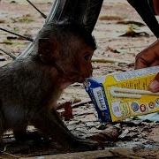 Omg Baby Lori Eats Food Until Vomiting She Very Hungry