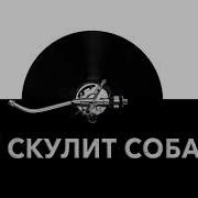 Как Скулит Собака Звук Скулящей Собаки И Какие Звуки Издает Собака