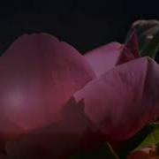 Судьба Она У Каждого Своя