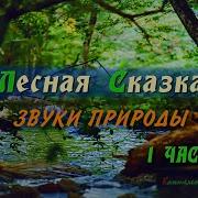 Звуки Природы Лесной Ручей Без Авторские Права