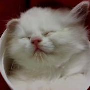 Kitten Sleeping In A Cup Lullabye Song