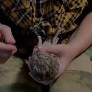 Rure Bird Красивая Страшилка