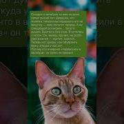 Автобус С Животными