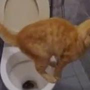 Смех И Слезы Кот Срет В Унитаз Laughter And Tears Cat Shit In The Toilet