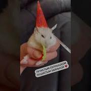 Я Заинька Я Солнышко