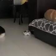 Собаки Ругаются На Китайском