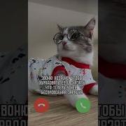 Кот Который Звонок На Телефон