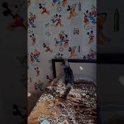 Солнечный Зайчик Симба