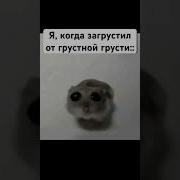 Грустный Хомяк
