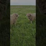 Смешной Прикол Баран С Курдюком