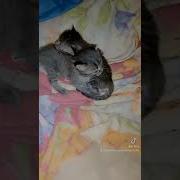 Жить Без Кошки Грустно Песня