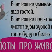 Анекдоты Про Животных Для Детей