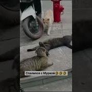 Жена Пришла С Работы Домой Видео Прикол