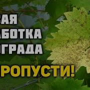 Звуки Фаз Паразитов