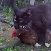 Кот Трахает Курицу
