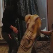 Фохишалар Кулга Тушди