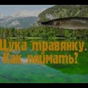13 My Fishing World Как Поймать Щуку Травянку