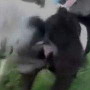 Смешной Прикол У Козла Большие Яйца
