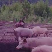 Медведь Ест Свинью