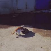 Кошачья Драка Мартовские Разборки
