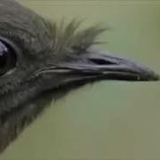 The Ting Goes Skrrrra Bird Edition David Attenborough Version