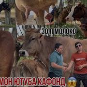 Гап Нест