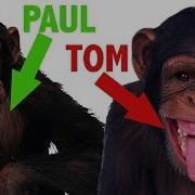 Pauland Tom Cyriak Chimpnology