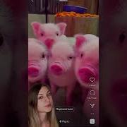 Звуки Поросят В Деревне