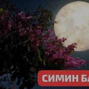 Симин Бари Гул Пайкари Ёри